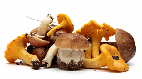 Let op voor giftige paddenstoelen